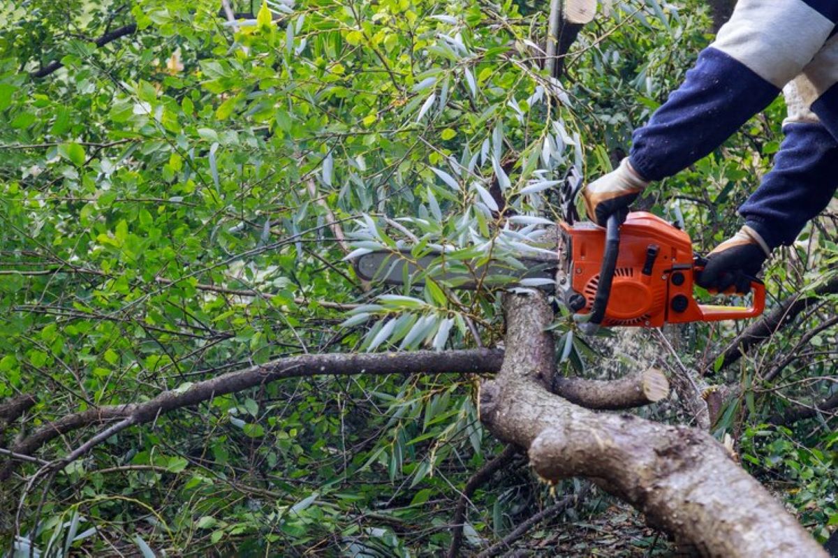 tree removal