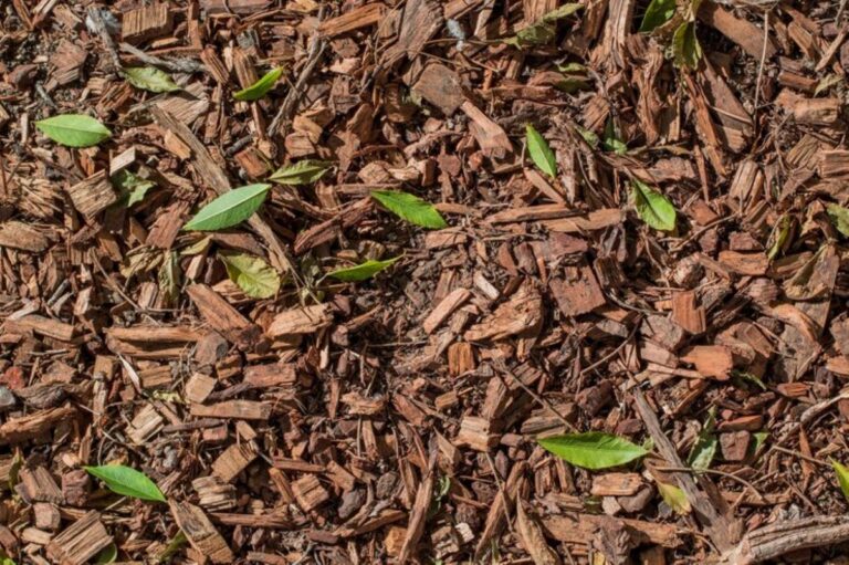 Forest Mulch vs. Traditional Mulch: Which One is Right for You?