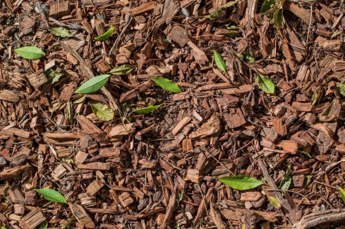 forest mulch