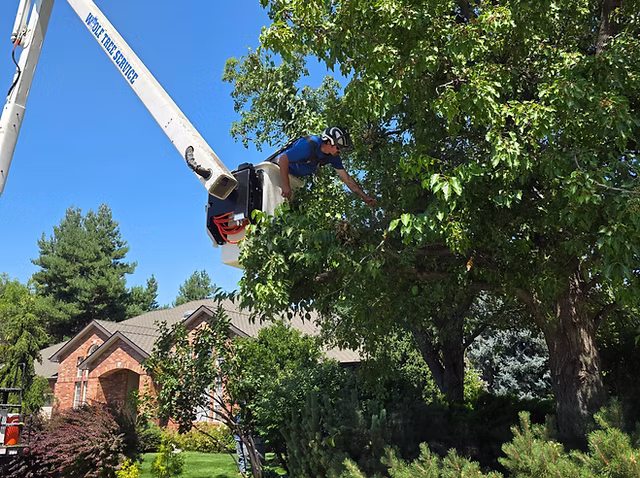 Tree Trimming Service