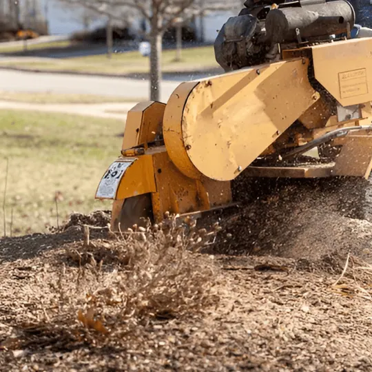 Is Property Buyers Meant to Worry About Stump Removal? A Due-Diligence Overview