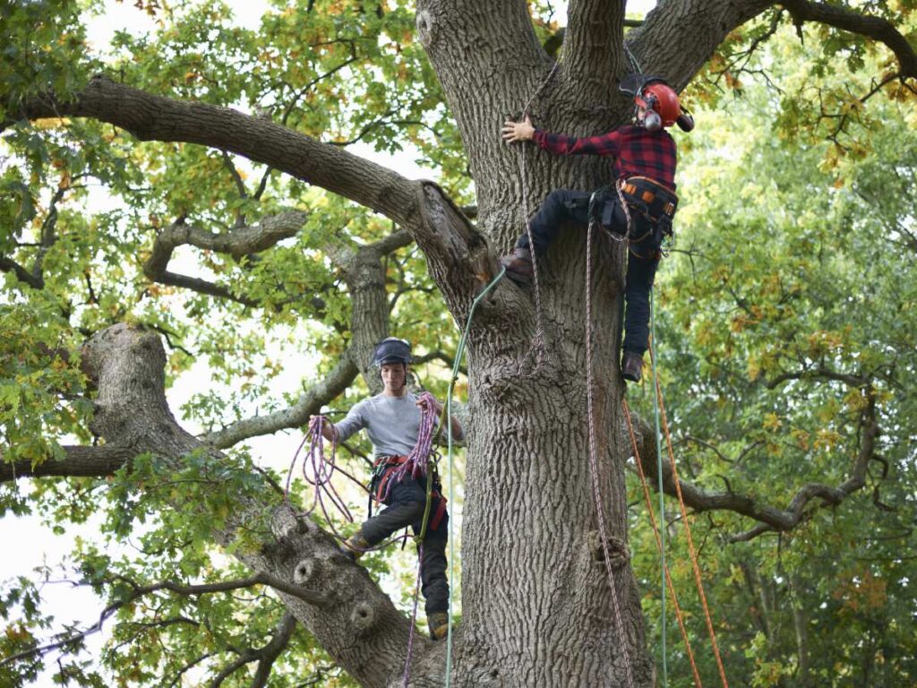 Arborists
