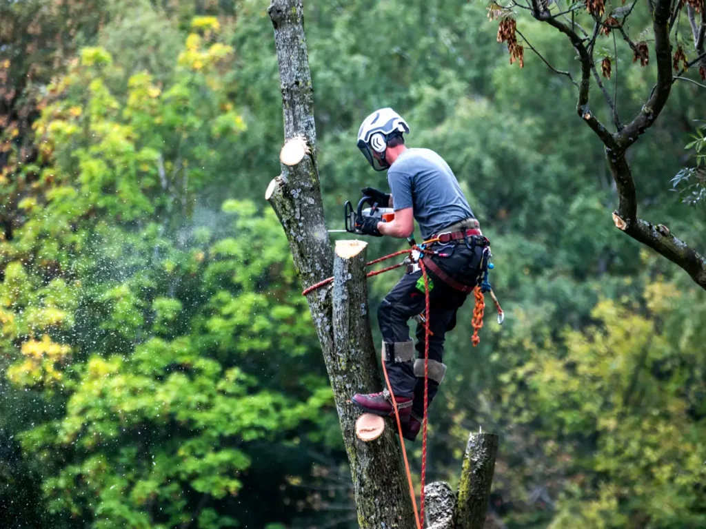 Arborists