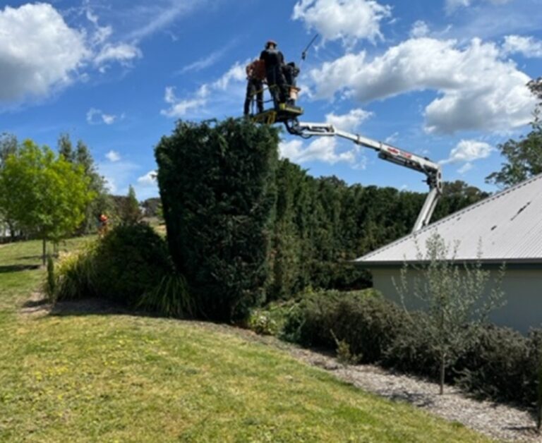 A Property Buyer’s Checklist: What to Know About Tree Trimming Service Before You Sign