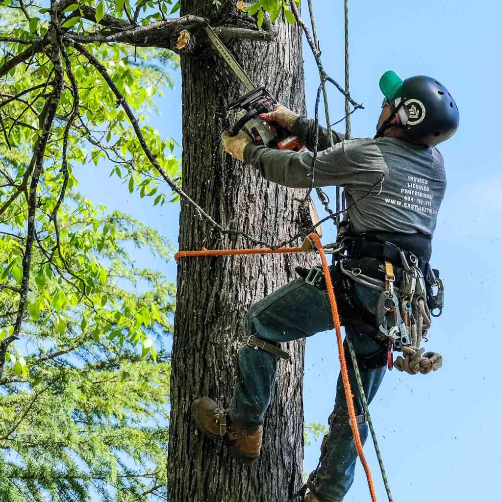 Top 10 Things Property Buyers Should Check Before Purchasing, Including Arborists North Shore
