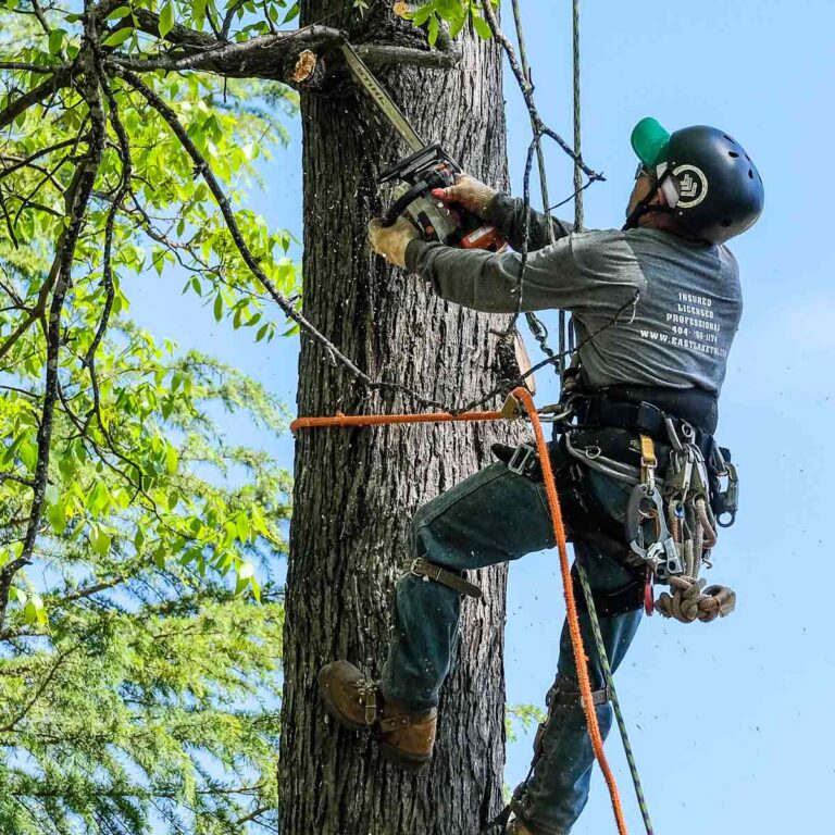 Top 10 Things Property Buyers Should Check Before Purchasing, Including Arborists North Shore